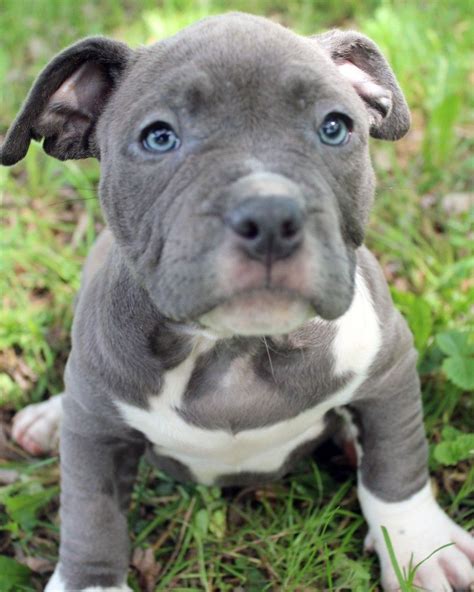 Hi blue boy pup a real beauty beautiful colour eyes as shown in last photo. Here is a photo of an amazing female blue pitbull puppy ...