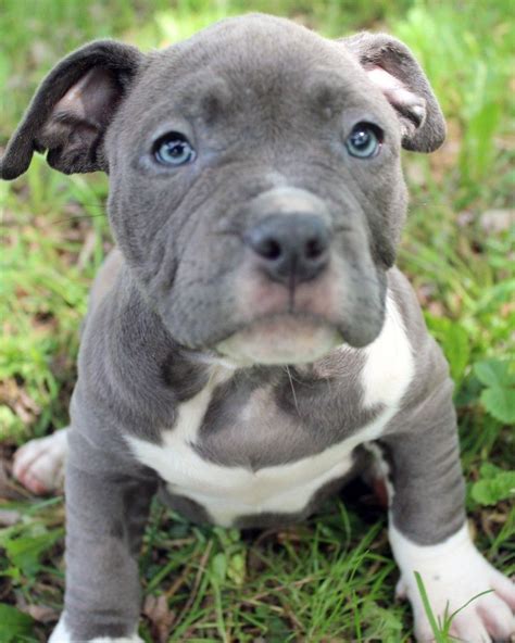 Advice when buying a american pit bull terrier. Here is a photo of an amazing female blue pitbull puppy ...