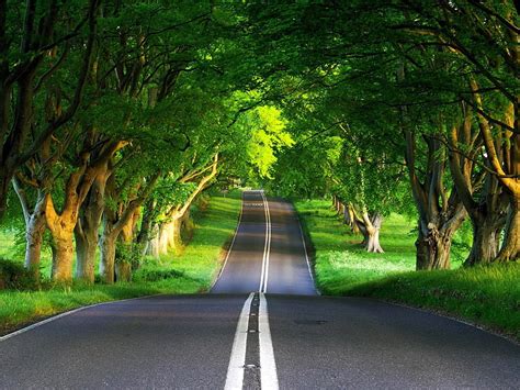 Endless Road Road Trees Hd Wallpaper Peakpx