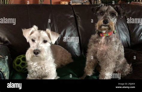 Schnauzers Stock Videos Footage HD And K Video Clips Alamy