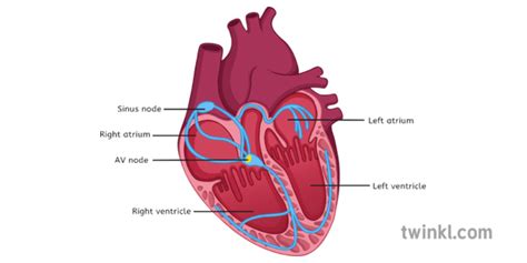 Parts Of The Heart Labeled Diagram