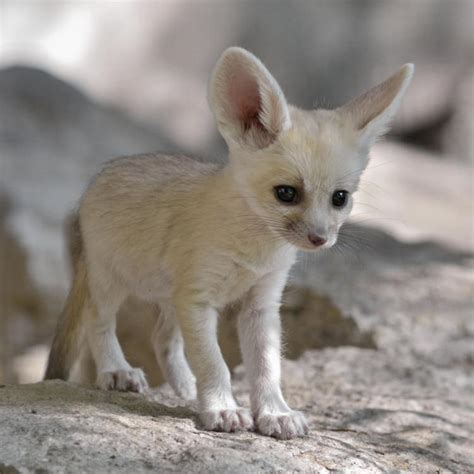 Adorable Cubs Emerge From Burrow First Fennec Foxes Born