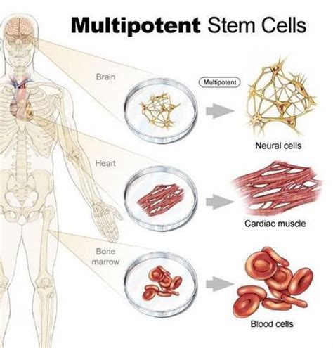 Adult Stem Cells — Science Learning Hub