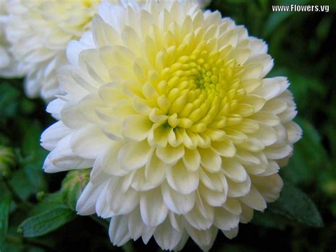 This image of mauve and gold mums has some creamy white berries and. Pictures of white & yellow mum flowers - my favorite ...