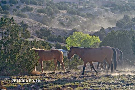The Kruse Chronicles Continue In Cocoa Florida Wild Horses Of Placitas
