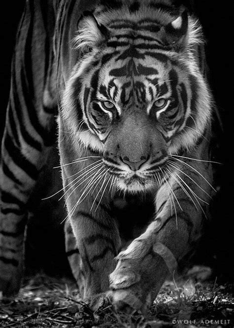 Born To Be Wild By Wolf Ademeit On 500px Animals Wild Tiger Animals