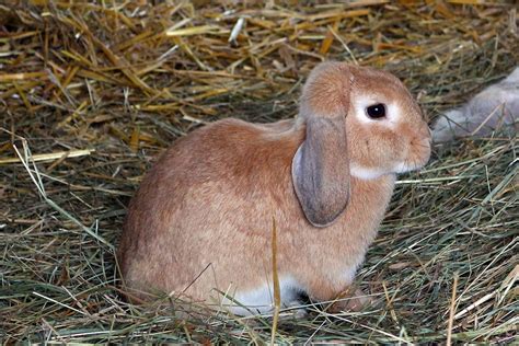 Free Photo Rabbit Hare Pet Hay Animal Free Image On Pixabay 432111