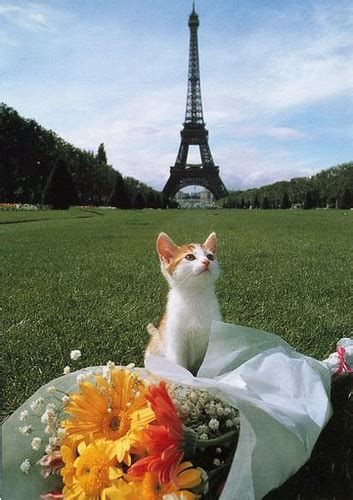 France ~ Cat In Paris Flickr Photo Sharing