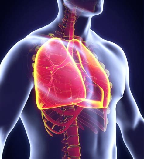 Human Body Lungs Digram
