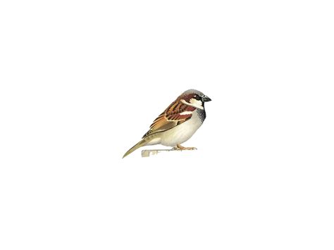 House Sparrow Png Images Transparent Free Download Pngmart