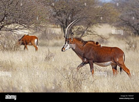 Sable Antelope Hippotragus Niger Walking In Savanna South Africa