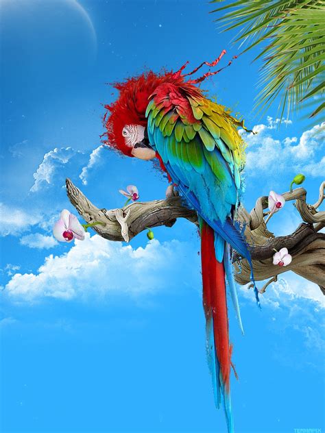 Parrot Mobile Wallpapers Wallpaper Cave