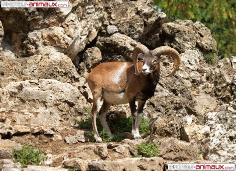 Photo De Mouflon Mouflon N° 652135 Sur Photos