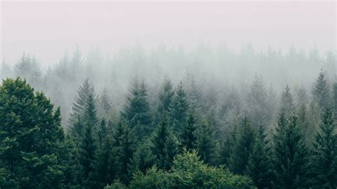 Looking for the best 4k landscape wallpaper? Обои лес, туман, вид сверху, деревья, небо картинки на ...