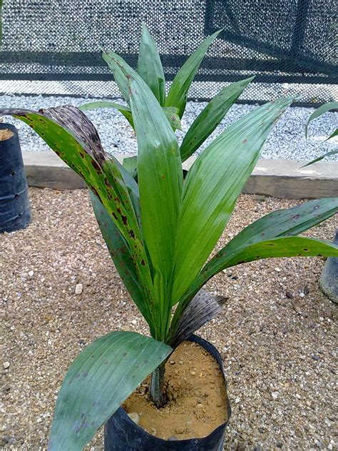• culling is carried out a few times during the year the oil palm seedlings were at the nursery. Palm Nursery ~ Best Of Oil Palm Investment Resources