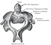 It comprises two anterior and posterior arches and two lateral masses. Áxis - Wikipédia, a enciclopédia livre