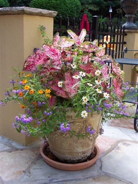 If you aren't a farmer or an experienced cannabis user, you probably won't be able to tell the difference between indoor vs. Large Container Planting Ideas Design, Pictures, Remodel ...