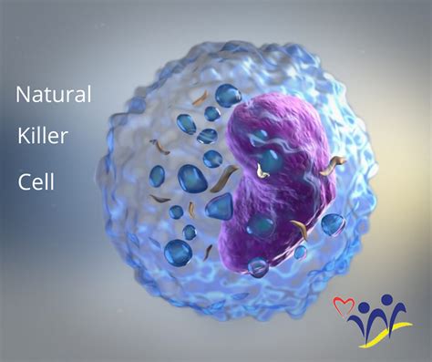 Nk — vibe dance (version remix) (красное вино 2021). Our own Anti-Viral Jedi - The Natural Killer Cell (NK Cell ...