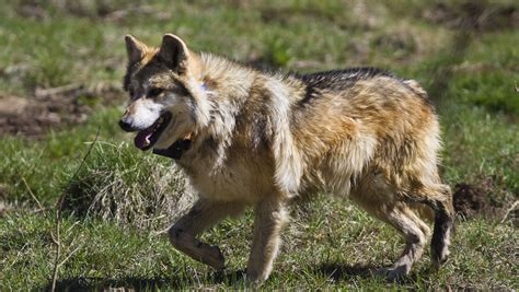 What If There Were No Mexican Gray Wolves In Arizona