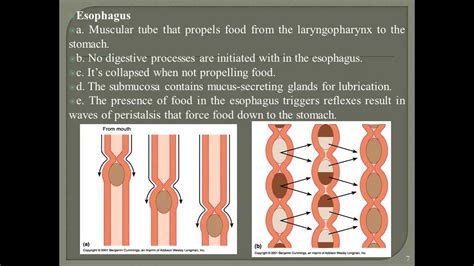 Digestive System ppt | lecture notes on digestive system ...