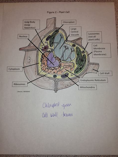 We did not find results for: Ms. Chea's Science Class: Plant vs. Animal Cells