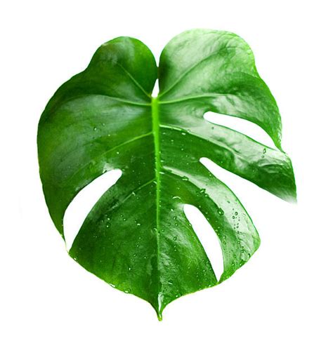 Large Tropical Leaf Stock Photos Pictures And Royalty Free Images Istock