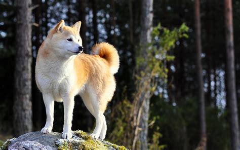 Wallpaper A Dog In The Forest 2560x1600 Hd Picture Image