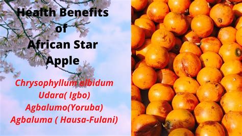 health benefits of african star apple udara igbo agbalumo yoruba agbaluma hausa fulani