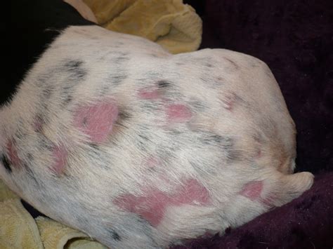 Yefims Answers How Can I Treat Bald Spots In Dogs