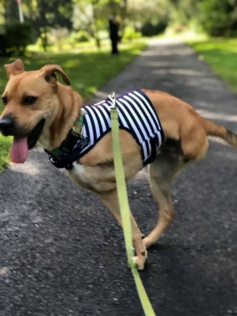 Dog Defies The Odds By Living His Best Life On Two Legs Metro News