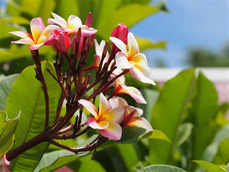 Gorgeous Hawaii Botanical Gardens To Visit 2023