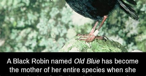 A Black Robin Named Old Blue Has Become The Mother Of Her Entire
