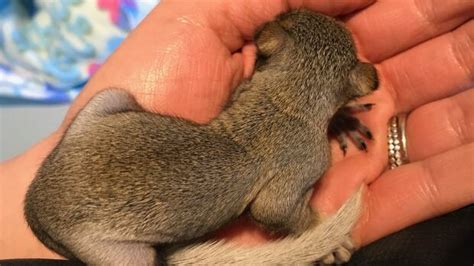 Leave The Hares Save The Newborn Squirrels Wildlife Society Says