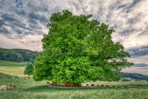 Breathtaking Hdr Shot Of An Old Linden Tree Under Spectacular Sky In