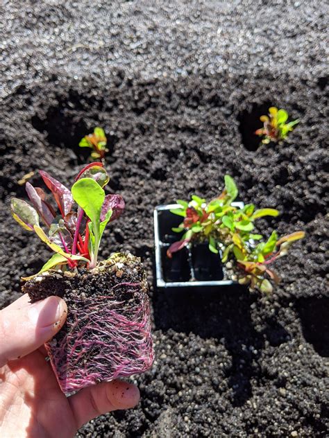 Swiss Chard Seedlings Vegetable