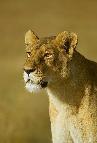 Masai Lioness With Images Big Cats Animals Beautiful Animals Wild