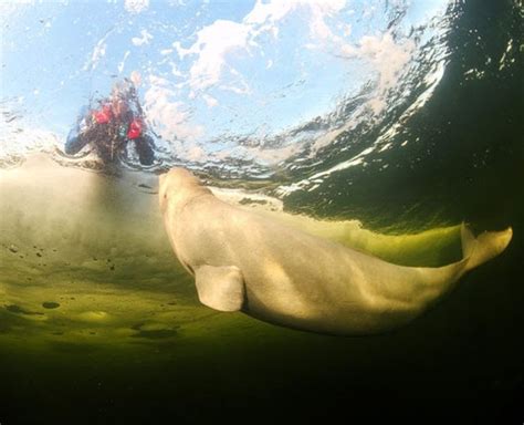 Swimming With Belugas Pics ~