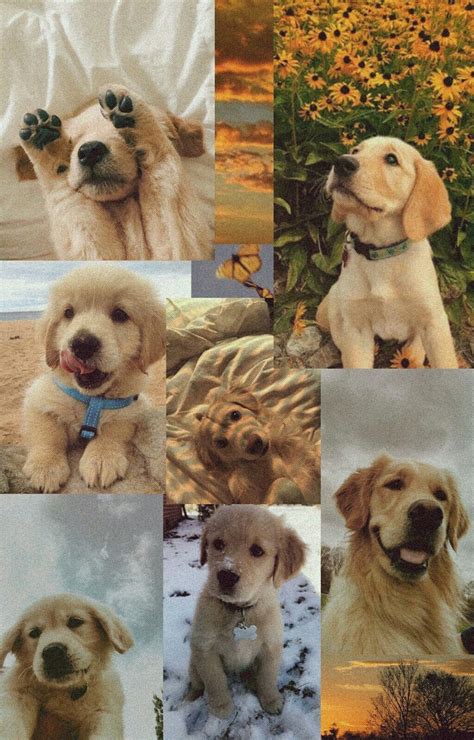 Puppy Collages Wallpapers Wallpaper Cave