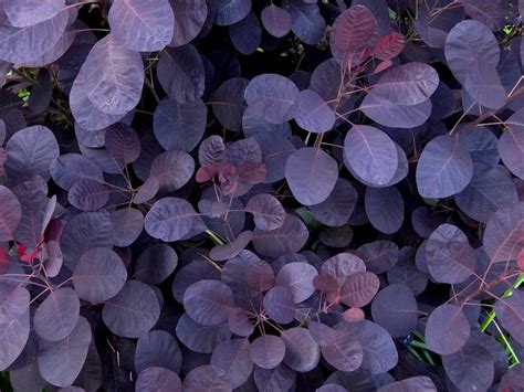 Cotinus Smoke Tree Purple Leaves Background Free Image Download