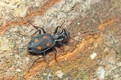 Carabidae Ground Beetle Jamiuns Photography