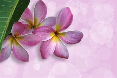 Pink Tropical Flower Stock Photo Image Of White Natural 68867276