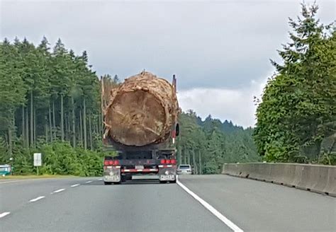 Bcs Viral Big Tree On Truck Would Still Be Logged Today