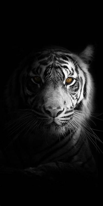 Tiger Dark Portrait Minimal Honor Lite