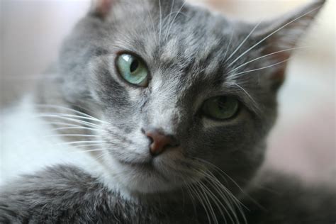23 Grey Cat Wallpapers Grey Fat Cats Furry Kittens