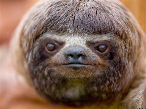 Sloths Science And Things I Find Cool