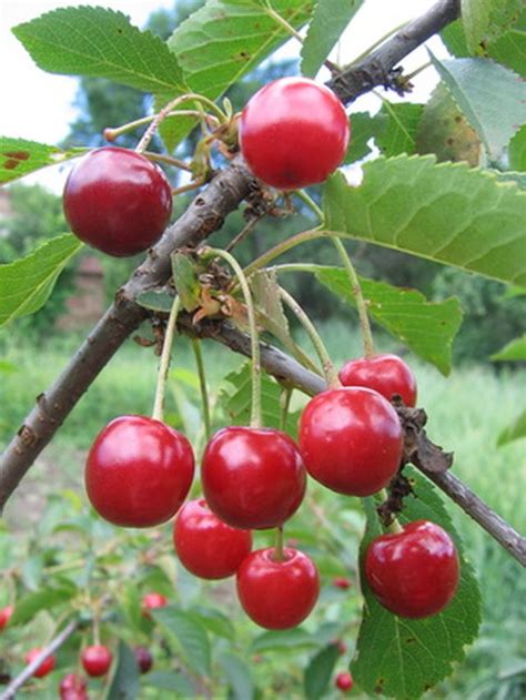 How To Grow Nanking Cherries Ehow