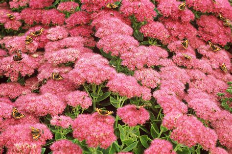 Perennial Flowers That Bloom All Summer Drought Resistant Plants