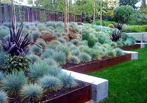 Blue Fescue Grass 100 Seeds Festuca Glauca Ground Cover Etsy Front