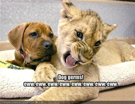 Funny Image Gallery Very Funny Dog Pictures With Captions