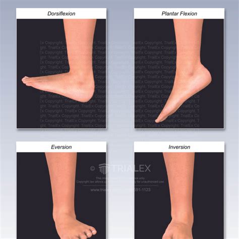 A Plantar Flexion Inversion With Palpation B Dorsiflexion And Hot Sex